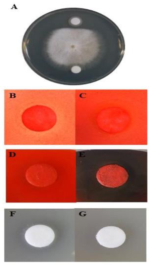 Comparative of activity between the wild type strains (L. brevis 100D8 and L. holzapfelii5H4) and each mutant. A: antifungal activity of L. brevis 100D8 and Δlanthionine strain. B: cellulase enzyme assay of L. holzapfelii 5H4 C: cellulase enzyme assay of L. holzapfelii Δcellualase strain D: xylanase enzyme assay of L. holzapfelii 5H4, E: xylanase enzyme assay of L. holzapfelii Δxylanase mutant, F: esterase enzyme assay of L. holzapfelii 5H4, G: esterase enzyme assay of L. holzapfelii Δesterase mutant