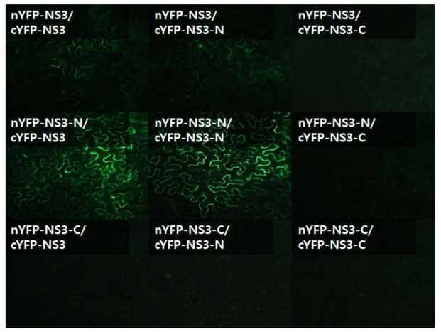 BiFC assay를 이용한 NS3, NS3-N말단 및 C말단 부분의 상호작용 연구