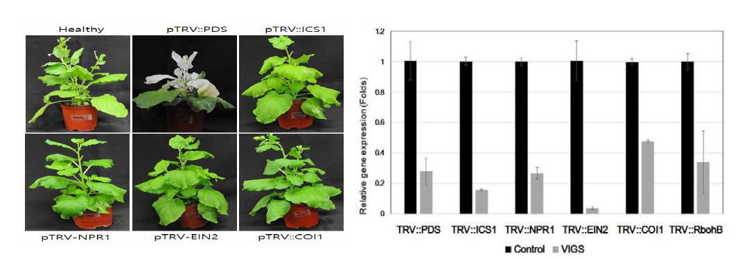 식물 호르몬 관련 유전자 silencing에 따른 식물 형태 및 유전자 발현 변화