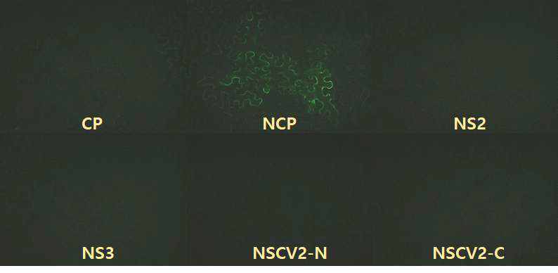 OsJAC1과 RSV 단백질과의 BiFC 결과
