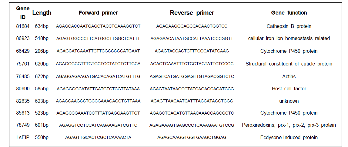 RSV 억제를 위한 dsRNA 합성 부위 증폭을 위한 PCR 프라이머 염기서열