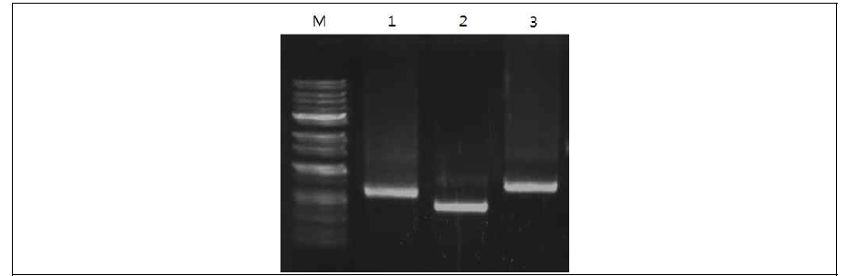 애멸구 후보 유전자의 dsRNA 합성. Lanes: M, 1kb 마 커; 1, chitin sunthase; 2, ecdyson-induced protein; 3, fatty acid synthase