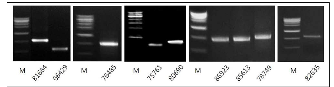 RSV 증식 억제를 위한 dsRNA의 합성. M: molecular size marker