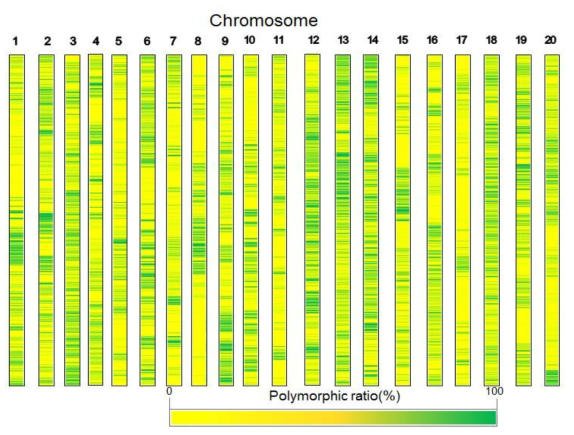 Polymorphic ratio in each individual chromosome