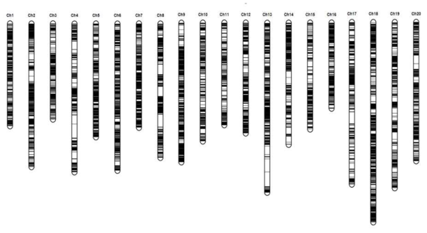 Genetic map for NAM RIL population. Black bars mean SNP marker position on each chromosome