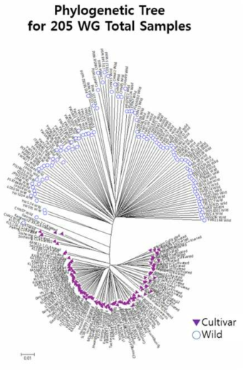 205점 콩의 genome-wide SNPs에 기초한 phylogenetic tree