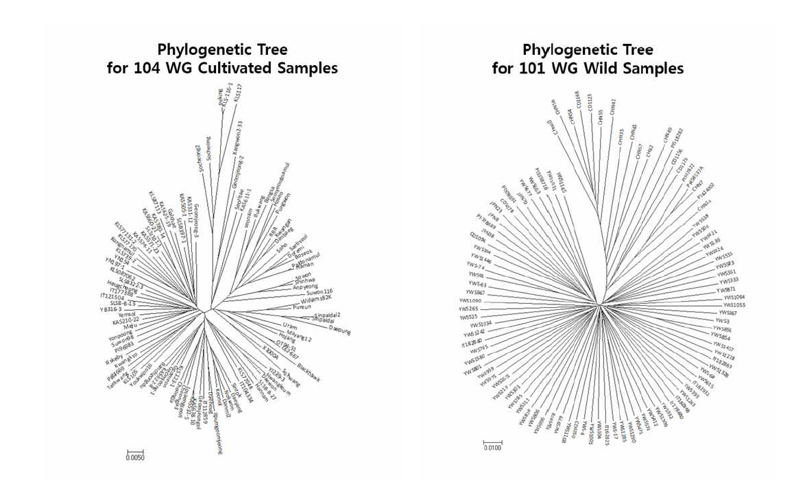 재배콩과 야생콩의 genome-wide SNPs에 기초한 phylogenetic tree