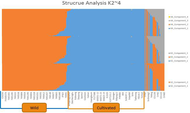 205개 콩 자원의 population structure analysis. K=2에서 4까지 admixture analysis