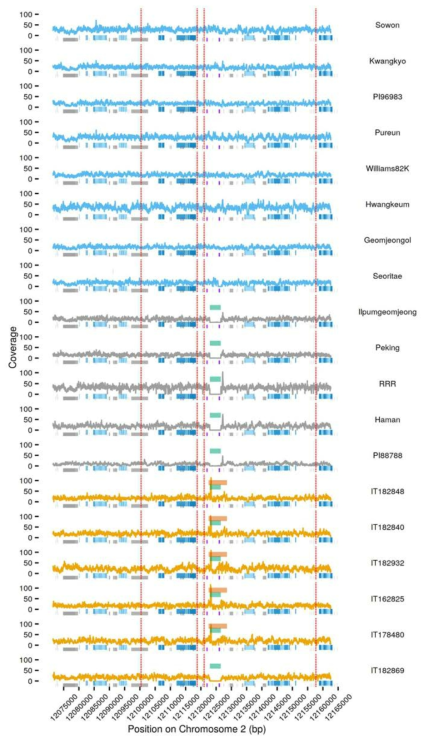 Structural variant and sequencing coverage for the 19 accessions within the haplotype block containing the four peak SNPs. Inferred structural variants are indicated above the line plots bye green (deletion) and orange (duplication) bars