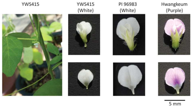 Whole flowers and banner petals of YWS415 (Glycine soja), PI 96983 (G. max), and Hwangkeum (G. max). The leftmost photo shows a whole white flower, as well as twisted and viny stems, of YWS415 (not to scale). The other panels are scalable using the 5-mm bar at the rightmost bottom. The claw of the banner petal of YWS415 is light green, and that of PI 96983 is white