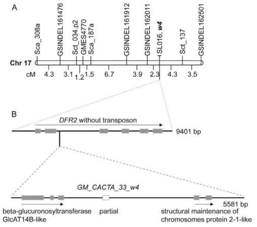 Genetic and molecular analyses of the w4 locus in YWS415. (A) Fine genetic map of the soybean chromosome 17 in the vicinity of the w4 gene constructed in a segregating F2 population derived from the cross of Hwangkeum (W4) and YWS415 (w4). (B) Schematic representation of insertion of a transposable element GM_CACTA_33_w4 into the DFR2 gene of G. soja line YWS415 and details of the GM_CACTA_33_w4 insertion in the second intron. The full-length sequence of the mutant gene region (9401 bp), including the transposon insertion in the second intron, is written to the right of the solid line, and the length of GM_CACTA_33_w4 (5581 bp) right underneath the solid line. Gene annotations are given underneath, and their orientations are indicated by arrows. Exons are indicated by gray boxes and a partial sequence of the b-glucuronosyltransferase GlcAT14B-like gene by a white box