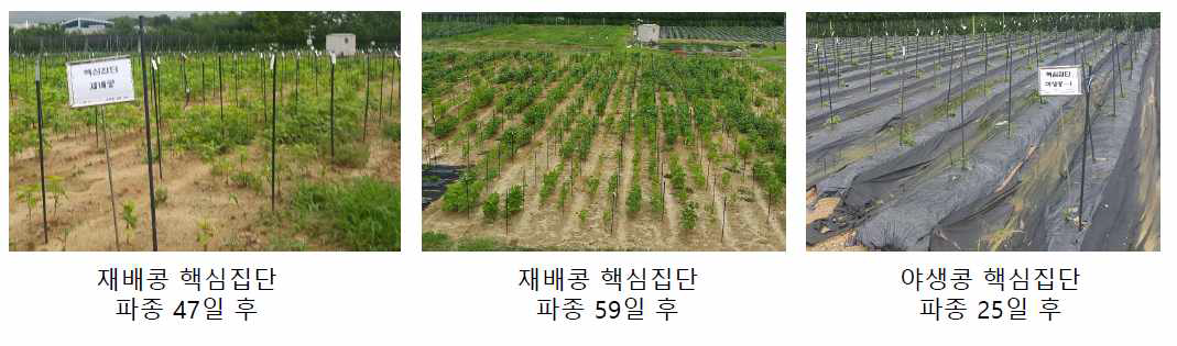 2017년 한국생명공학연구원 오창 포장에서 콩 핵심집단을 재배하는 모습