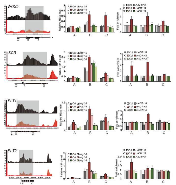 WOX5, SCR, PLT1 and PLT2 loci are direct histone acetylation targets of HAG1