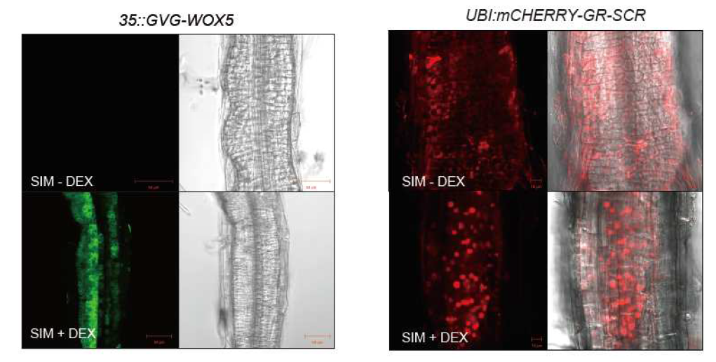 Activation of WOX5 and SCR by the DEX-treatment of 35S::GVG-WOX5 and UBI:mCHERRY-GR-SCR