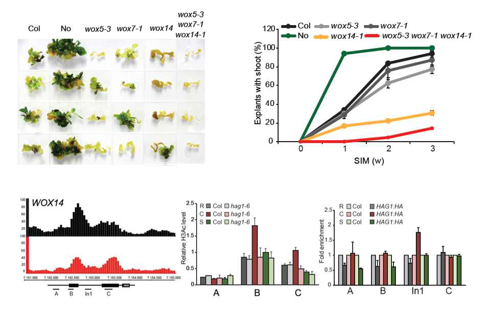 HAG1-regulated WOX5, WOX7, and WOX14 are essential for de novo shoot regeneration