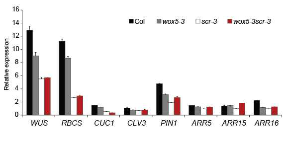 Mutations in potency factors result in altered expression of shoot meristem-related genes