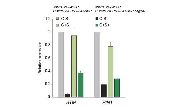 Activation of WOX5 and SCR partially rescues the expression of STM and PIN1 in hag1