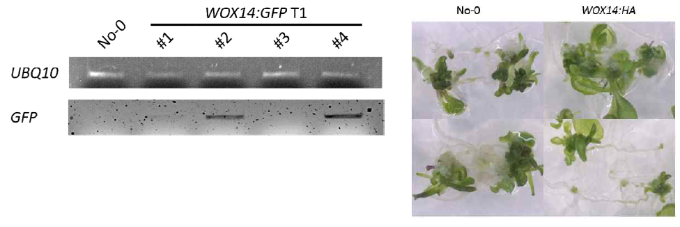 Selection of transgenic lines for WOX14:GFP and WOX14:HA in wox14-1 and the rescue of the shoot-regeneration defect of wox14-1 by WOX14:HA