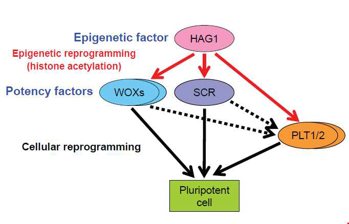 Acquisition of pluripotency during de novo organogenesis by the HAG1-WOX5/14/SCR/PLT1/2 pathway