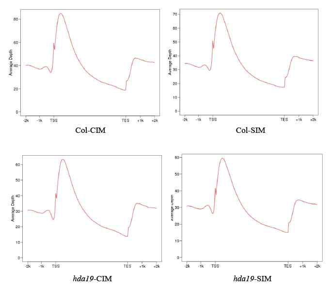 Gene depth distribution of wt and hda19 H3Ac ChIP-seq data
