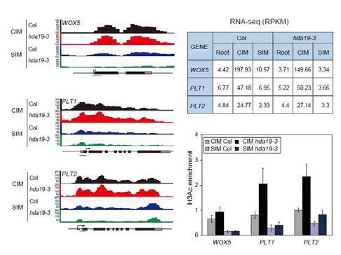 H3Ac within WOX5, PLT1, and PLT2 chromatin and their mRNA expression in wt and hda19 CIM and SIM explants