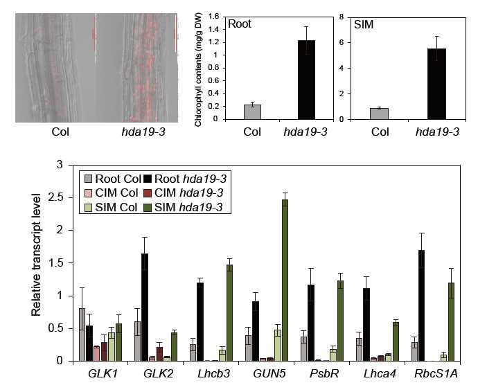 Chlorophyll biosynthesis and the expression of genes involved in chlorophyll biosynthesis are derepressed in hda19 roots and SIM explants
