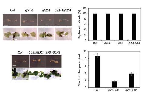 glk mutants show normal callus proliferation and de novo shoot regeneration, whereas GLK overexpressions cause defective shoot regeneration