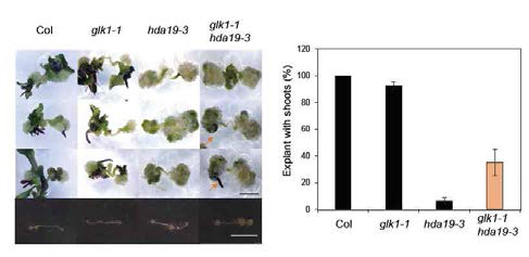 Partial rescue of the shoot-regeneration defect of hda19 by glk1 single mutation