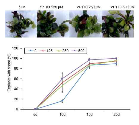 Nitric oxide (NO) plays a negative role in de novo shoot regeneration