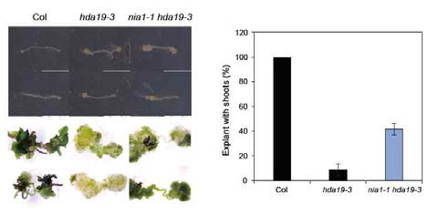 Shoot regeneration defect of hda19 is partially rescued by nia1 single mutation