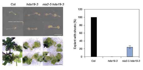 Shoot regeneration defect of hda19 is partially rescued by nia2 single mutation