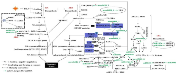 종자 발달 및 휴면과정에서 나타나는 microRNA와 그 표적 유전자들의 발현 역동성에 대한 모식도(Liu and El-Kassaby, 2017)