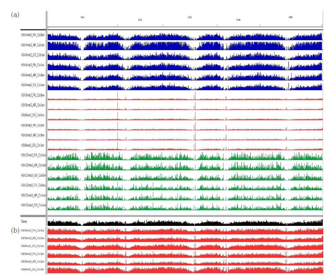 애기장대 전체 genome 상의 각 지표별, 발달단계별 히스톤 변형지도. (a) 각 지표별 히스톤 변형지도. Blue; H3K4me3, Red; H3K9me3, Green; H3K27me3. 상단부터 FH Col, AR Col, GS Col, FH Cvi, AR Cvi, and GS Cvi. (b) H3K9me3의 변형지도 확대 이미지