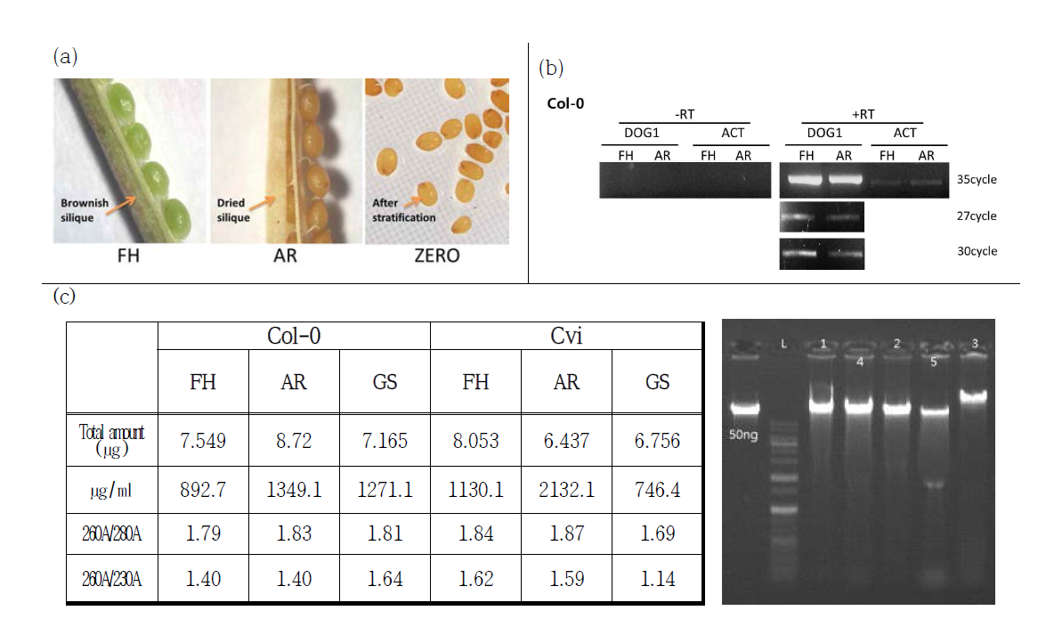 샘플 적합성 판정. (a) 생태종 간 종자 발달단계 별 샘플링. (b) Col-0 종자 발달단계 별 샘플링 후 지표 유전자 (DOG1)의 발현. (c) DNA methylome 분석 시 요구되는 DNA 양 확보 및 라이브러리 제작 적합성 판정