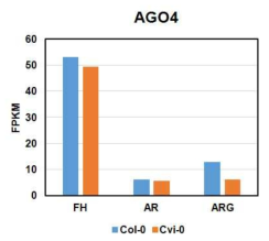 애기장대 종자 생태종별 및 발달단계별 AGO4 유전자의 발현 수준