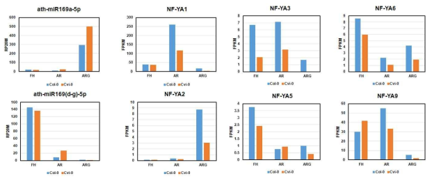 애기장대 종자 생태종별 및 발달단계별 miR169 및 NF-YA 유전자 발현 패턴