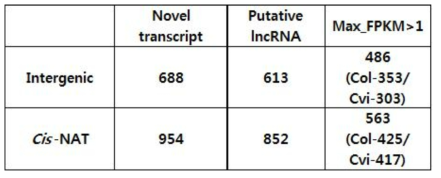 애기장대 종자 대상 RNA sequencing에서 확보된 putative lncRNA 후보군