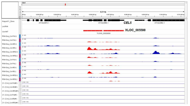 CEL5 유전자 지역의 RNA sequencing data 분석 결과. CEL5 transcript read; RNA-Seq 항목에서 푸른색으로 표지된 peak, XLOC_005598 transcript read; RNA-Seq 항목에서 붉은색으로 표지된 peak