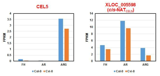 CEL5 및 XLOC_005598의 종자 발달 단계별/생태종별 발현 변화