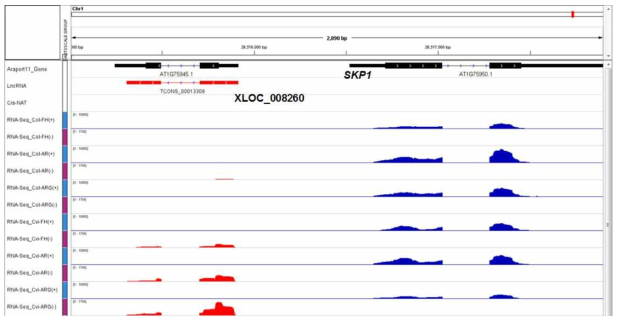 SKP1 및 XLOC_008260 유전자 지역의 RNA sequencing data 분석 결과. SKP1 transcript read; RNA-Seq 항목에서 푸른색으로 표지된 peak, XLOC_008260 transcript read; RNA-Seq 항목에서 붉은색으로 표지된 peak