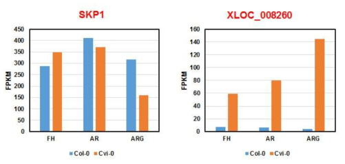 SKP1 및 XLOC_008260의 종자 발달 단계별/생태종별 발현 변화
