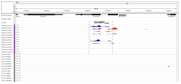 DOG1 유전자 지역의 RNA sequencing data 분석 결과. DOG1 transcript read; RNA-Seq 항목에서 붉은색으로 표지된 peak, cis-NATDOG1 transcript read; RNA-Seq 항목에서 푸른색으로 표지된 peak