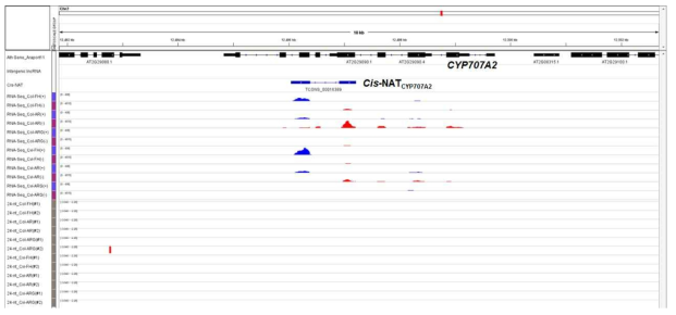 CYP707A2 유전자 지역의 RNA sequencing data 분석 결과. CYP707A2 transcript read; RNA-Seq 항목에서 붉은색으로 표지된 peak, cis-NATCYP707A2 transcript read; RNA-Seq 항목에서 푸른색으로 표지된 peak