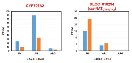 CYP707A2 유전자 발현 지역에서 발현되는 cis-NAT의 발현 위치 및 발현 수준
