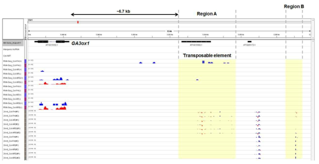 GA3ox1 유전자 지역의 RNA sequencing data 분석 결과. GA3ox1 transcript read; RNA-Seq 항목에서 붉은색으로 표지된 peak