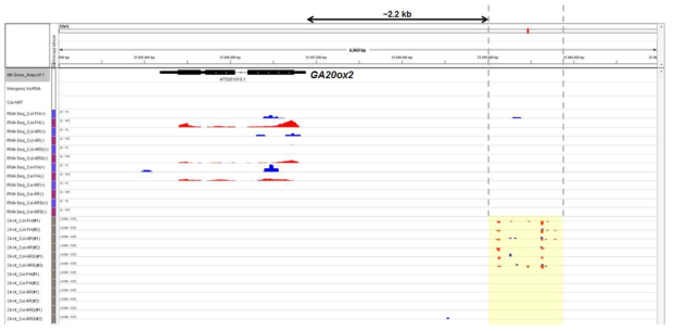 GA20ox2 유전자 지역의 RNA sequencing data 분석 결과. GA20ox2 transcript read; RNA-Seq 항목에서 붉은색으로 표지된 peak