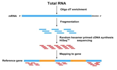 RNA-seq 분석 진행과 제놈 mapping의 개요