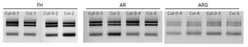 RNA seq을 위해 분리된 RNA의 전기영동을 통한 확인. 성숙종자: FH, 건조종자: AR, 발아종자: ARG (GS)