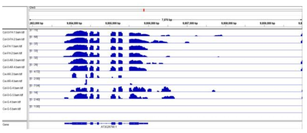 RNA-seq 결과의 FUS3 유전자 지역 mapping 결과