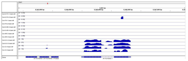 RNA-seq 결과의 GA3ox1 유전자 지역 mapping 결과
